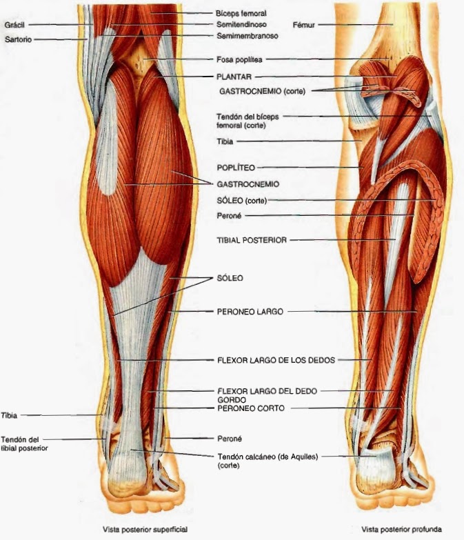 musculatura parte posterior de la pierna